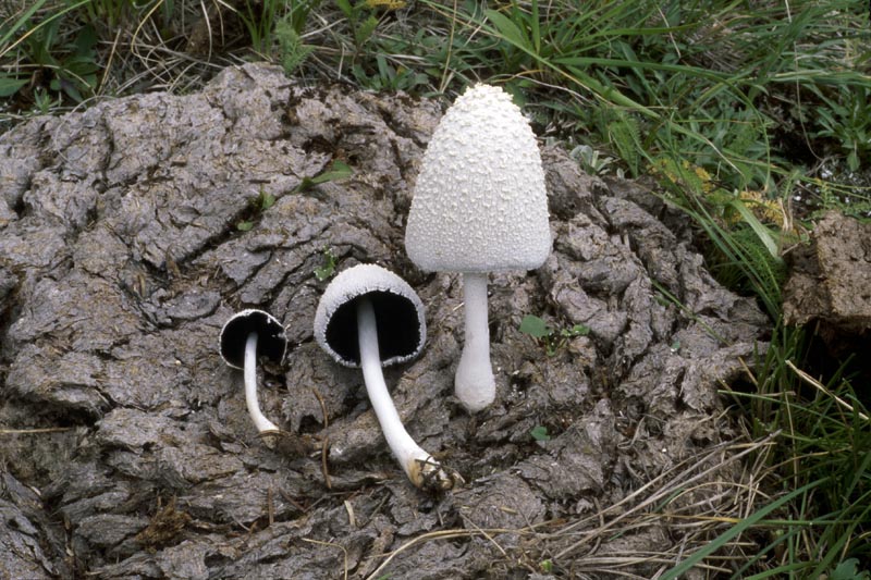Coprinopsis nivea